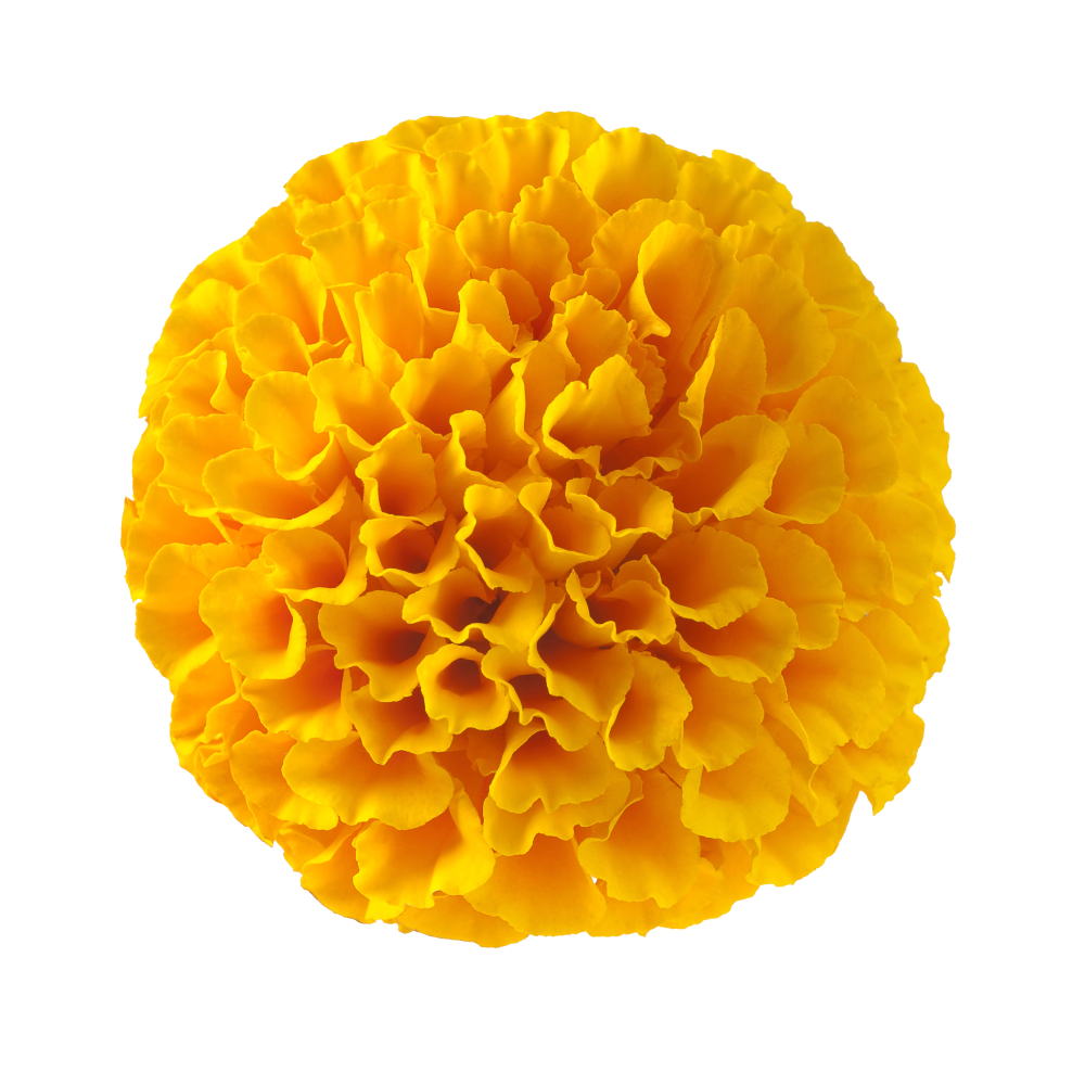 Екстракт от мексикански татос