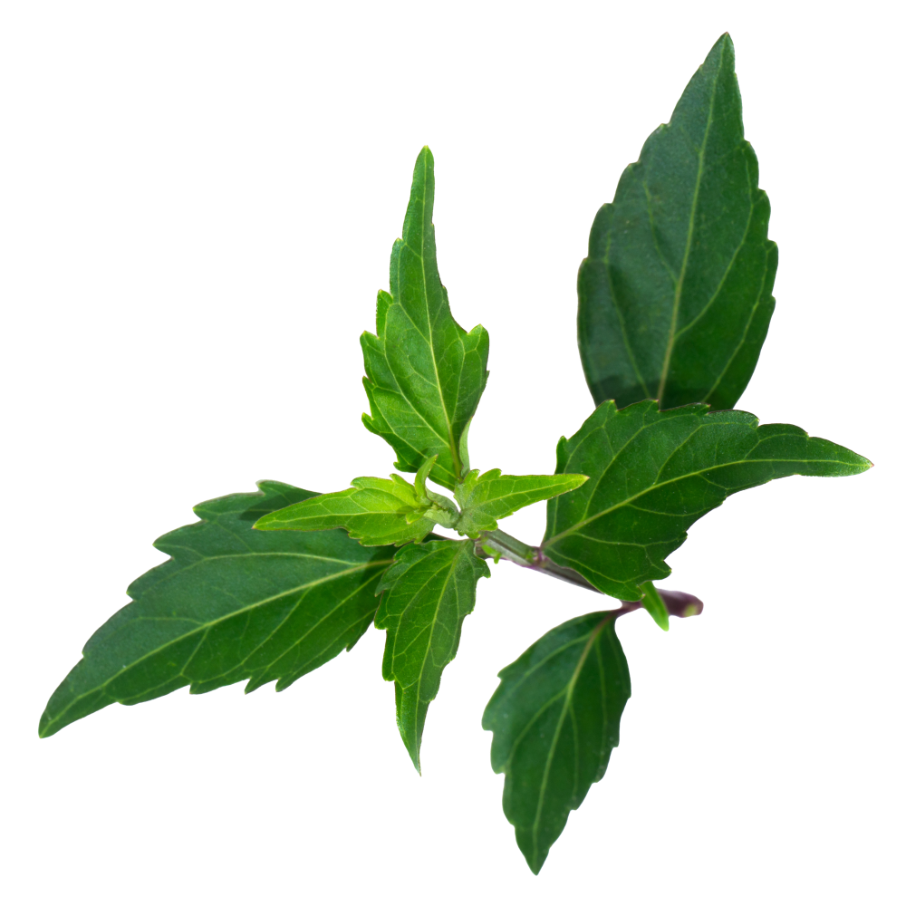 Явански чай