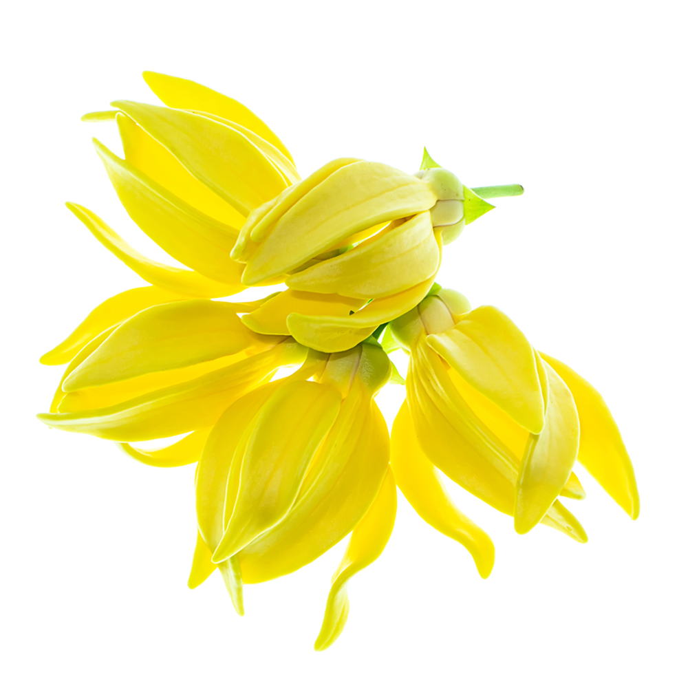 Жълта тинтява