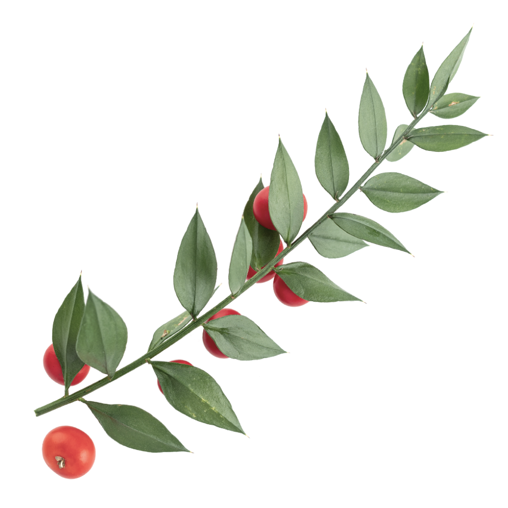 Екстракт от бодлив залист