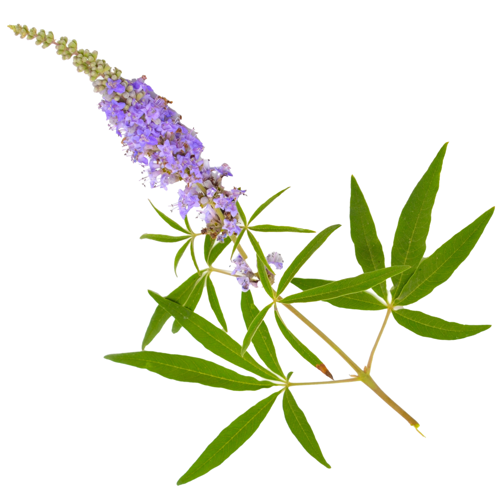 Екстракт от аврамово дърво