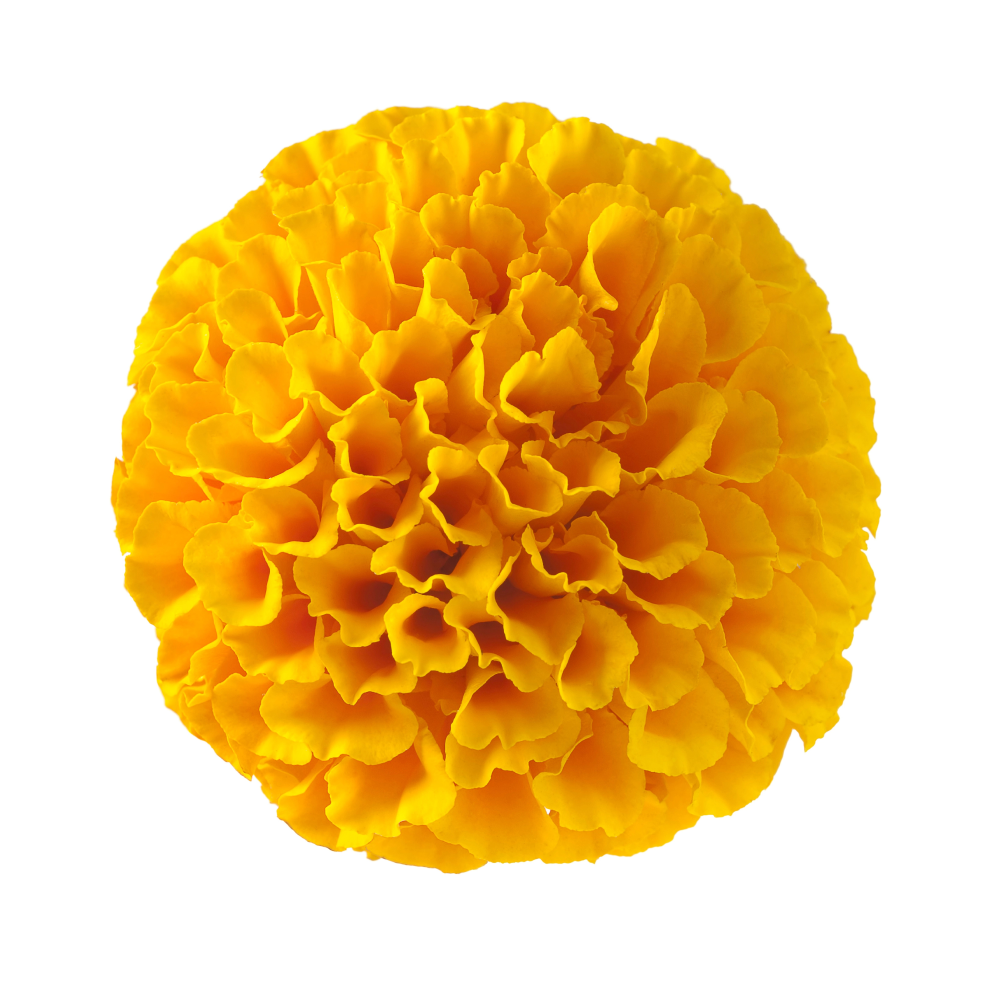 Екстракт от мексикански тарос