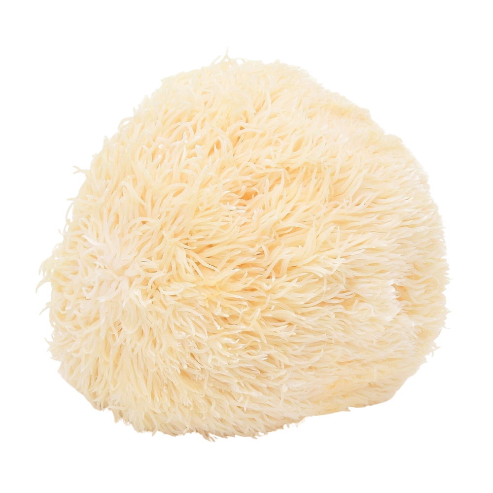 Игловиден корал