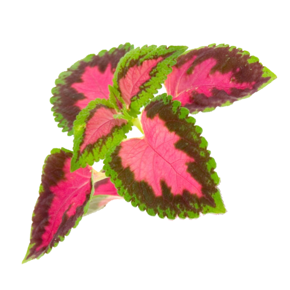 Индийска коприва