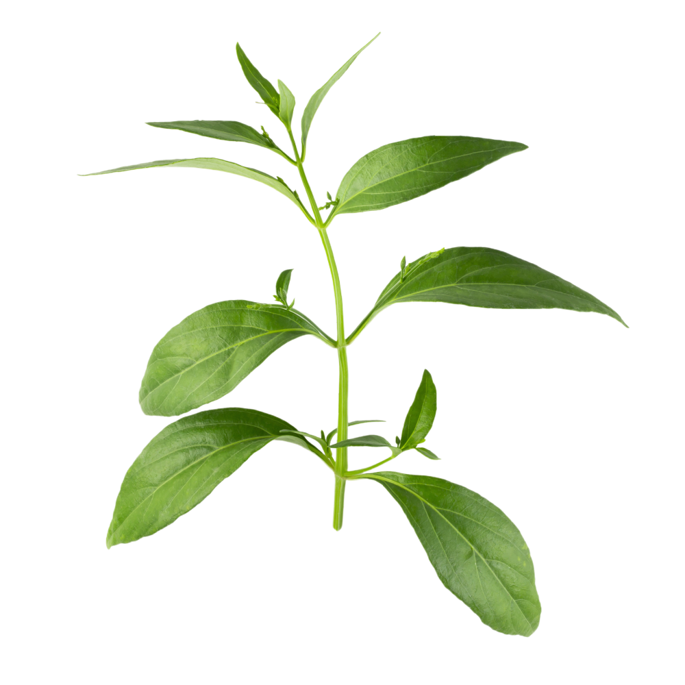 Екстракт от листа на калмег