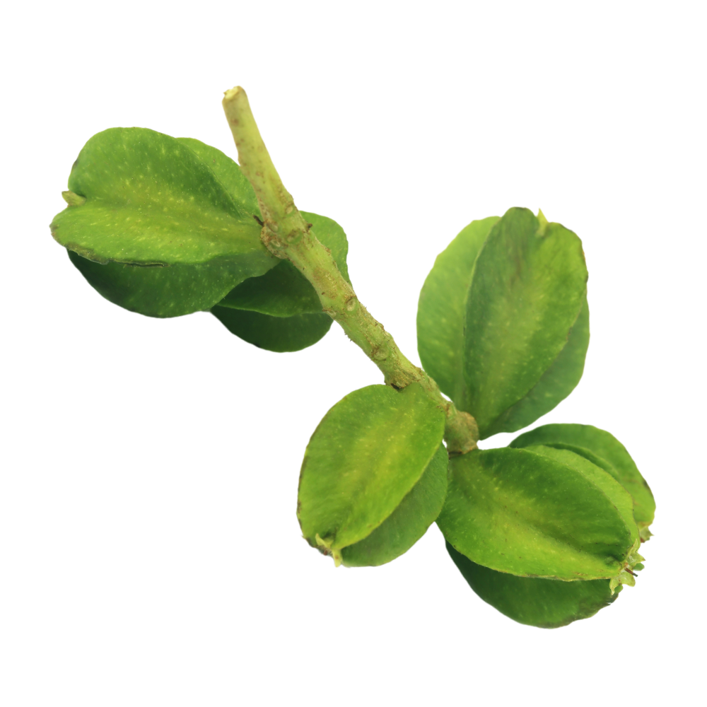 Екстракт от арджуна